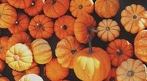 Let's talk about pumpkins