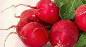 Let's talk about Radishes