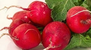 Let's talk about Radishes