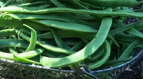 Let's talk about runner beans