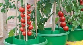 Let's talk about tomatoes
