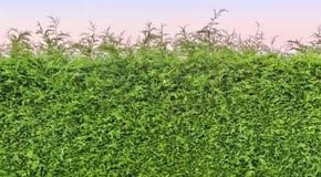 Leylandii Hedge Problems