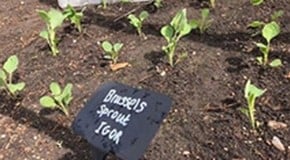 Lots of growing in the Kitchen Garden