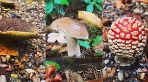 Lots of rain and thundery downpours