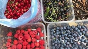 Lots of weeding in the Kitchen Garden