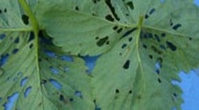 Maggots eating Strawberry Leaves