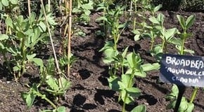 March & April Kitchen Garden Update