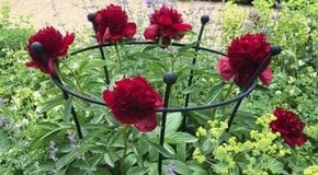 May & June Kitchen Garden Update