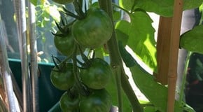 Mid August Update from the Harrod Horticultural HQ Garden