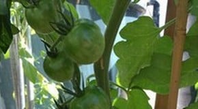 Mid August Update from the Harrod Horticultural HQ Garden