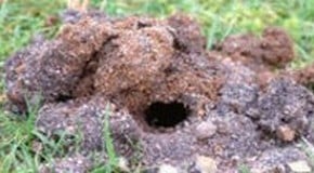 Moles leave me in a hole...