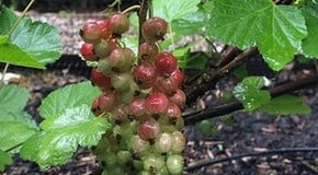 Much needed rain in the Kitchen Garden