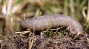 Mystery brown lawn patches