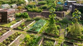 National Allotment Week 2025