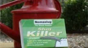 Nemaslug Nematode Slug Control