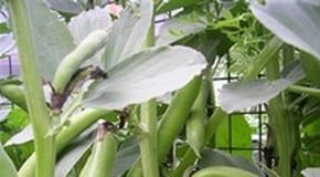 Netting & Lack of Pollination