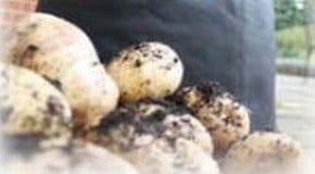 New Potatoes for Christmas Dinner