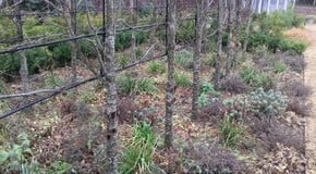New Year Tidy Up at the Kitchen Garden