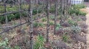 New Year Tidy Up at the Kitchen Garden