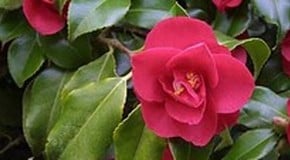 Non-flowering Camellia!