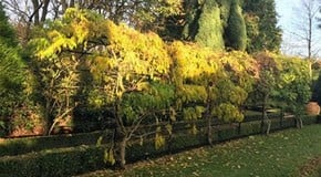 November Kitchen Garden Update