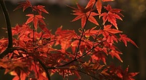 October Gardening & Landscaping Trends: 10 Top Ideas for Your Garden