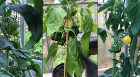 One of our team's garden - having a really successful year!