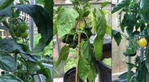 One of our team's garden - having a really successful year!