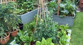 One of our team's garden - talk about taking your work home!