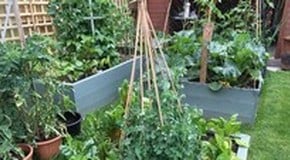 One of our team's garden - talk about taking your work home!