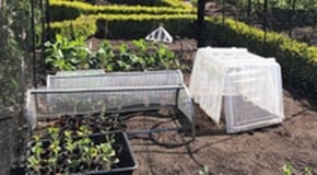 Our new Brassica Cage