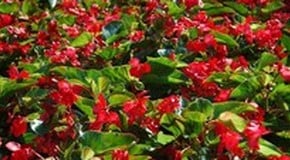 Overwintering Begonias