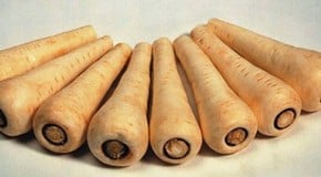 Parsnips