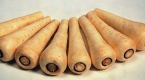 Parsnips