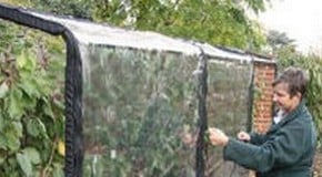 Peach Tree Leaf Curl Problem