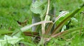 Pearlwort Identification