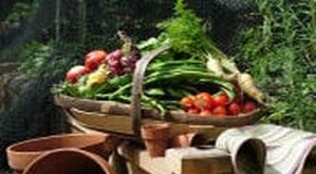 Pepper seems to be losing its skin