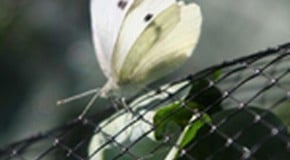 Pest Control starting early...