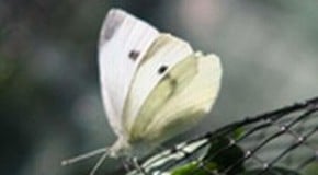 Pest Control starting early...