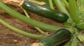 Pest on courgette plants