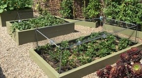 Photography in the Kitchen Garden