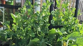 Picking Our First Peas at Harrod Horticultural HQ