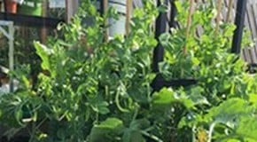 Picking Our First Peas at Harrod Horticultural HQ