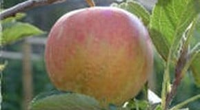 Planting Apple Trees