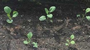 Planting out cauliflower and more sweetcorn