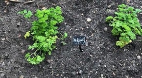 Planting out in the Kitchen Garden