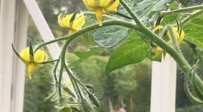 Planting out our sweet potatoes