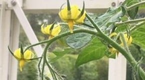 Planting out our sweet potatoes