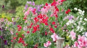 Planting out the sweet peas seedlings with Nicole Laird