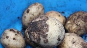 Potato Scab